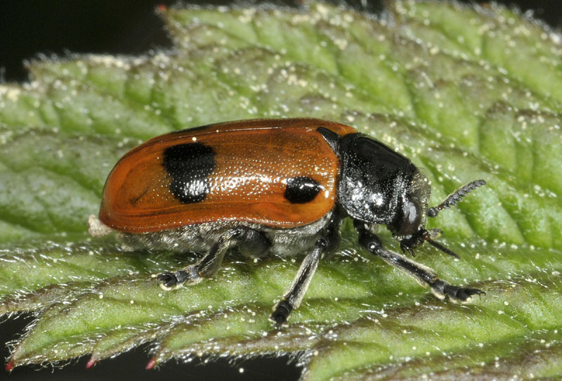 Chrysomelidae: Clytra sp., cfr. quadripunctata